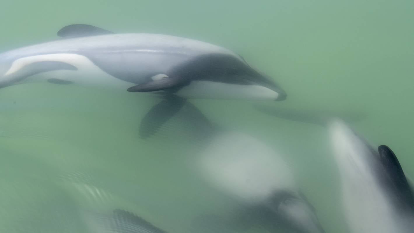 Four Hector's dolphins, including three calves, found dead on South Island beaches