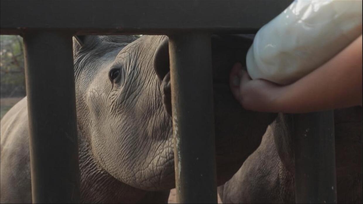 South Africa's rhino orphanage: A sanctuary in the war against poaching