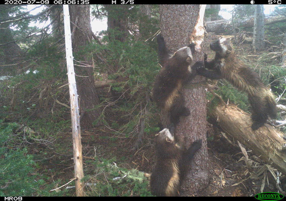 After 100 years, wolverines return to Mount Rainier National Park