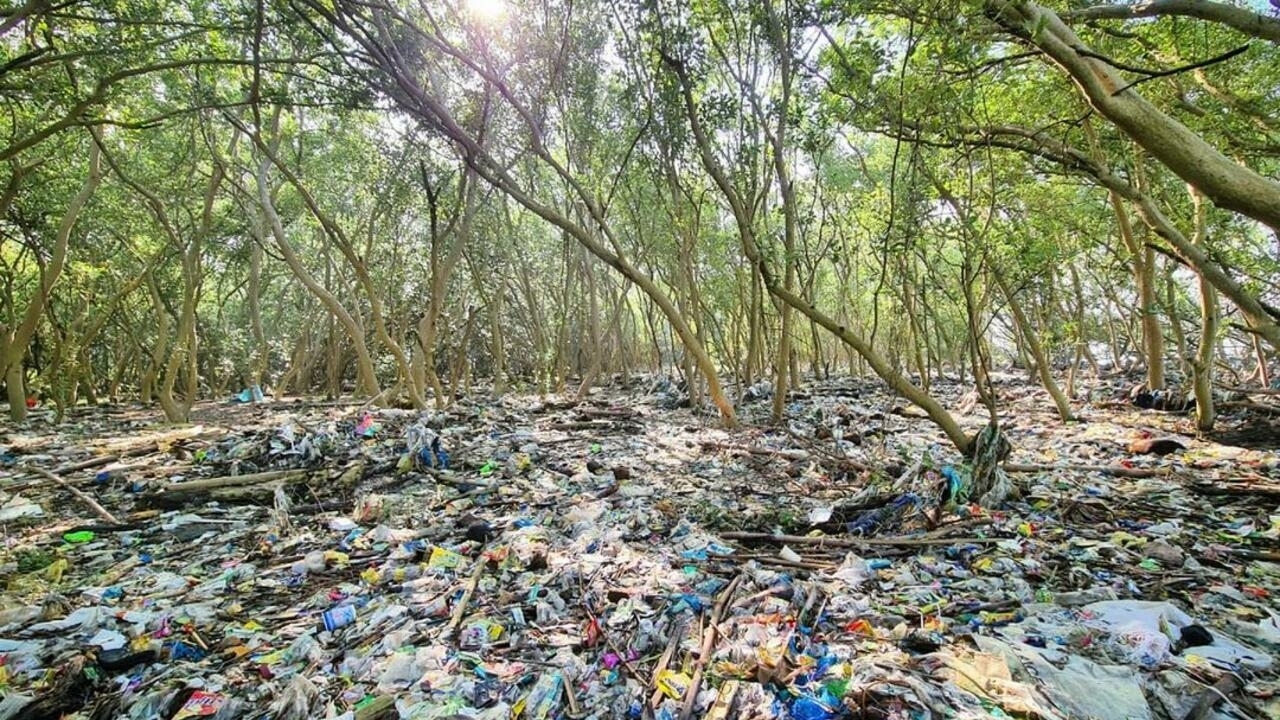 Plastic waste chokes last mangrove forests in Philippines’ Manila Bay