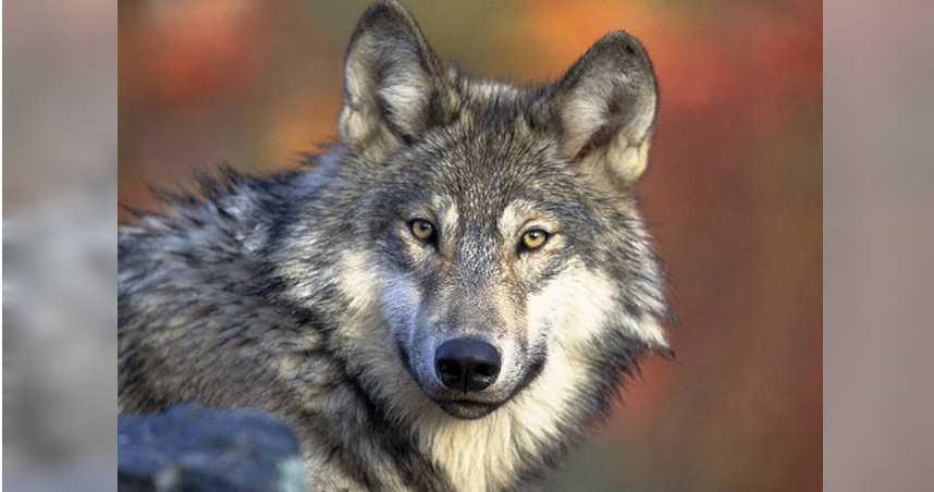 美重新開放「獵狼」　這州三分之一灰狼死於人類之手