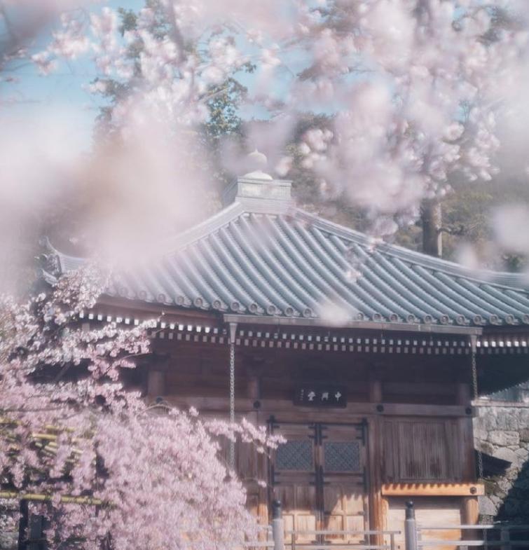 京都櫻花受氣候變遷影響 創1200年來最早盛開紀錄