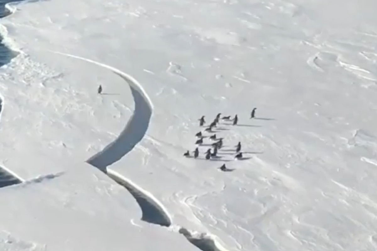 南極冰層突裂開！企鵝邁小短腿狂奔