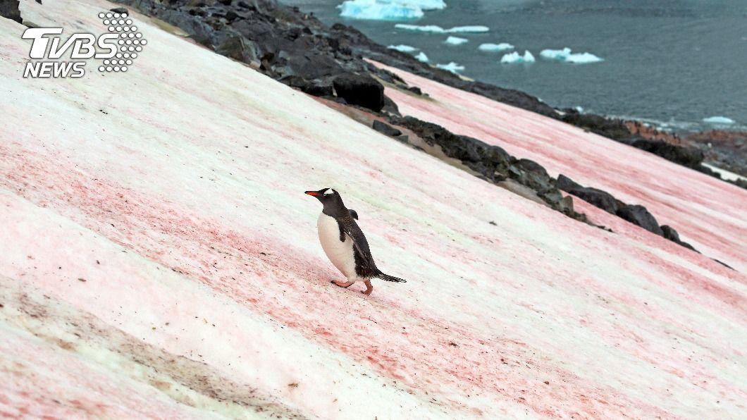 南極不再雪白！「綠地」蔓延專家憂：融冰速度恐失控