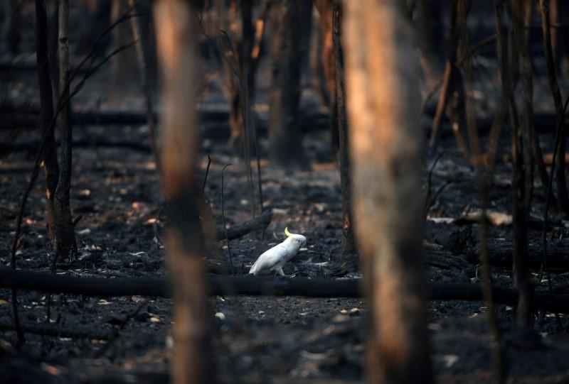Australia's massive fires could become routine, climate scientists warn