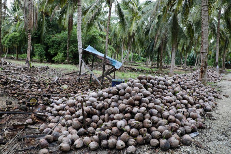 Coconut and palm oil industries at loggerheads over environmental impact - Reuters