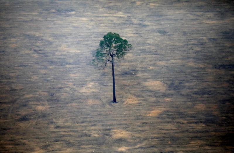 UPDATE 1-Brazil's environment ministry to stop fighting deforestation in the Amazon - Reuters India