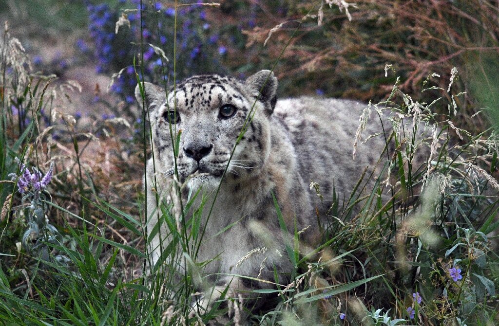 Indian officials capture rare snow leopard, send it to zoo