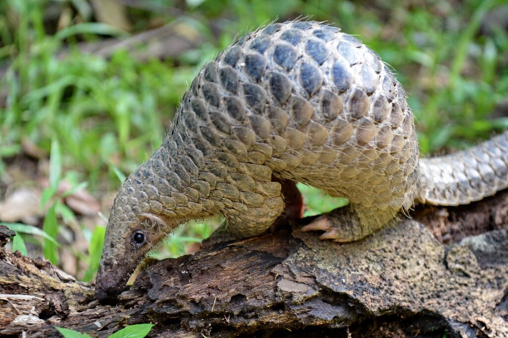 Nearly 900,000 pangolins trafficked in Southeast Asia: watchdog