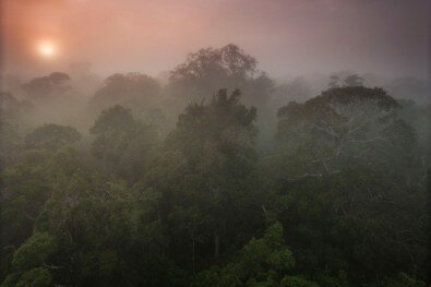 A 50% rise in carbon dioxide level could reduce rainfall in the Amazon more than deforestation