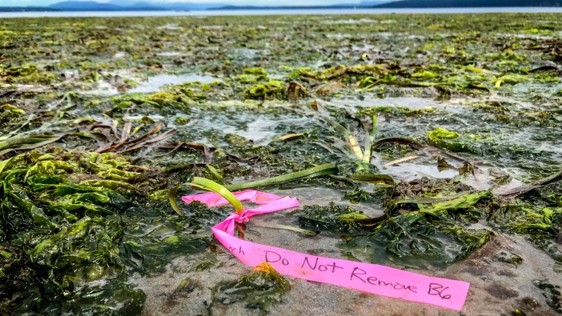 Climate-driven disease compromises seagrass health