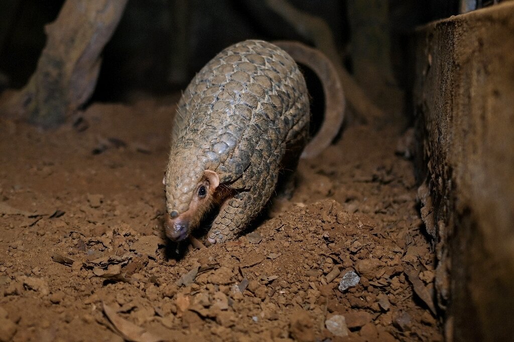 China seizes two tonnes of smuggled pangolin scales