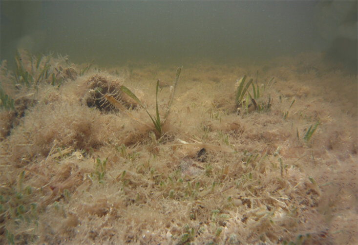 Research shows long-term recovery possible for areas impacted by seagrass die-off
