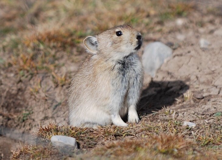 The plateau pika: How this tiny mammal survives winter on the roof of the world