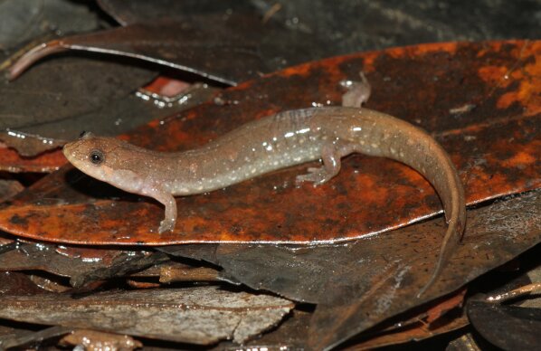 Researchers discover new species of salamander from Gulf Coastal plains hotspot