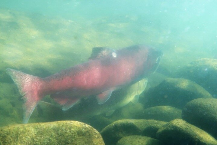 Study finds river flows linked to the ups and downs of imperiled Chinook salmon population