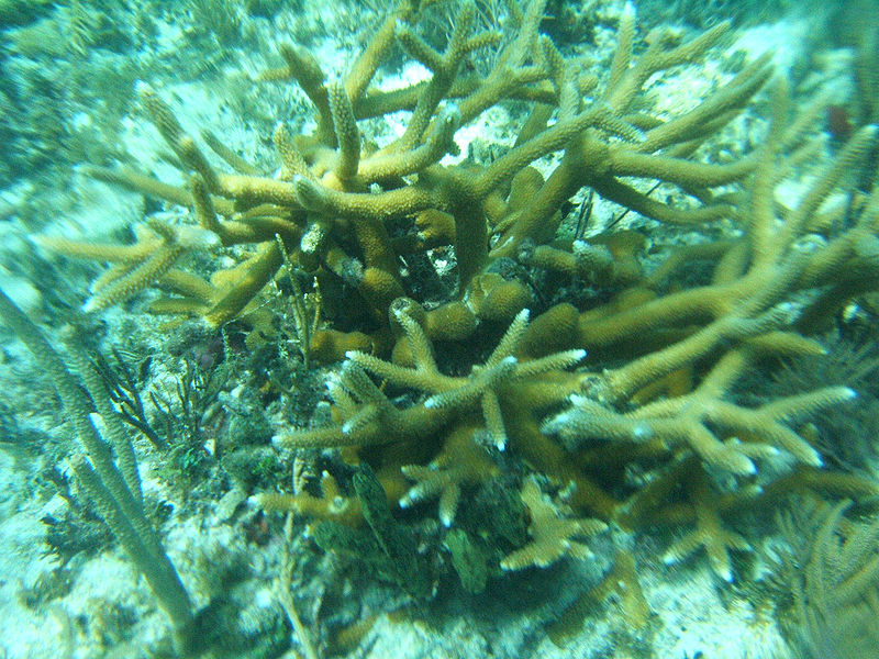 Corals have a secret weapon against a warming climate