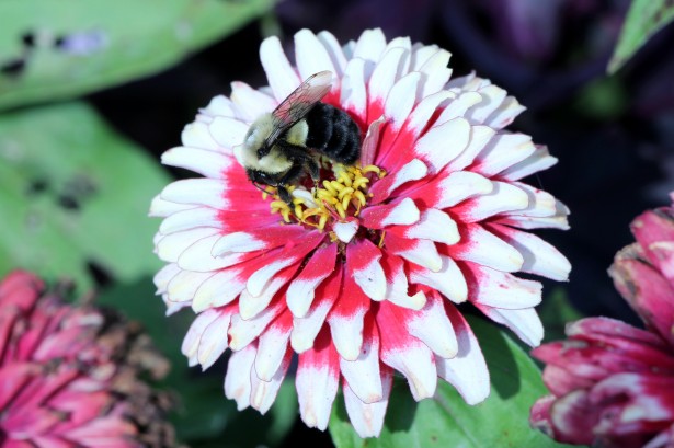 About 94% of wild bee and native plant species networks lost, study finds