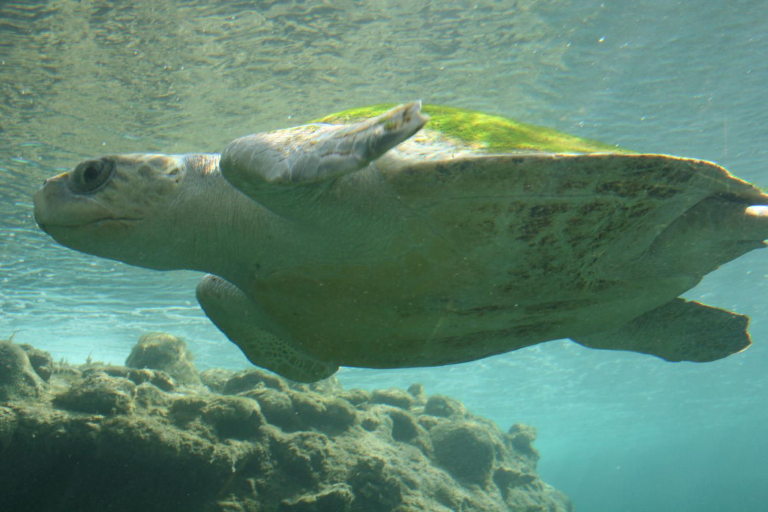 Habitats for endangered green sea turtles will be federally protected in Florida