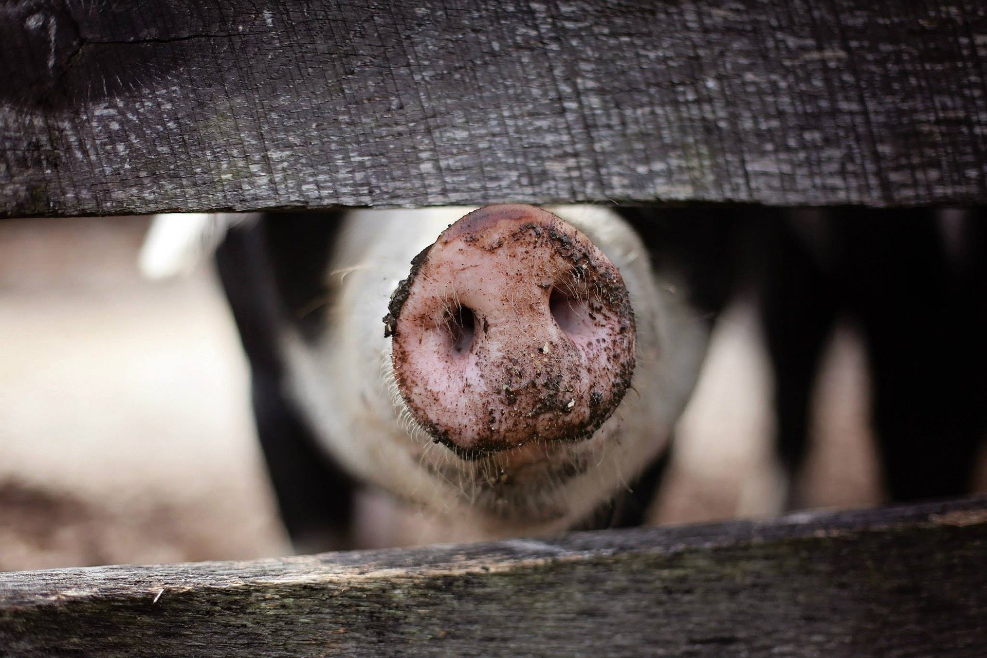 Many do not recognize animal agriculture's link to infectious diseases