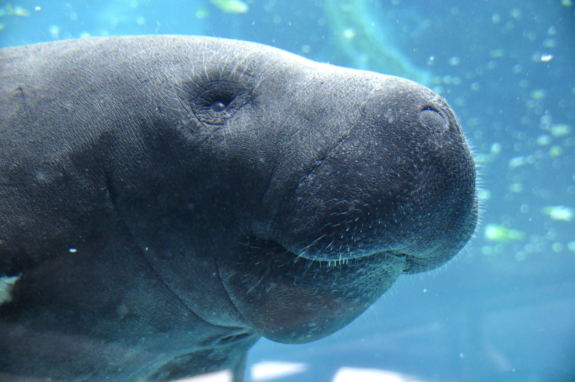 Lettuce, cabbage for manatees? Feds, conservationists consider feeding sea cows after 1,000 deaths