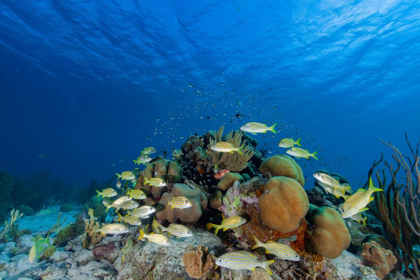 Researcher uses computer modeling to predict reef health