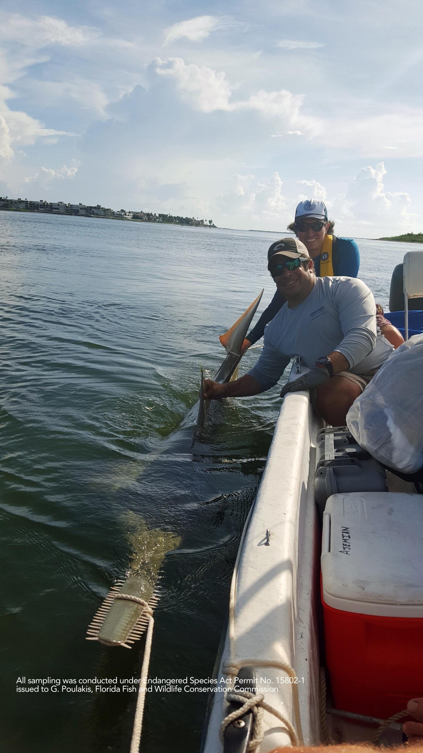 Scientists catalogue shark and ray distribution in Florida lagoon