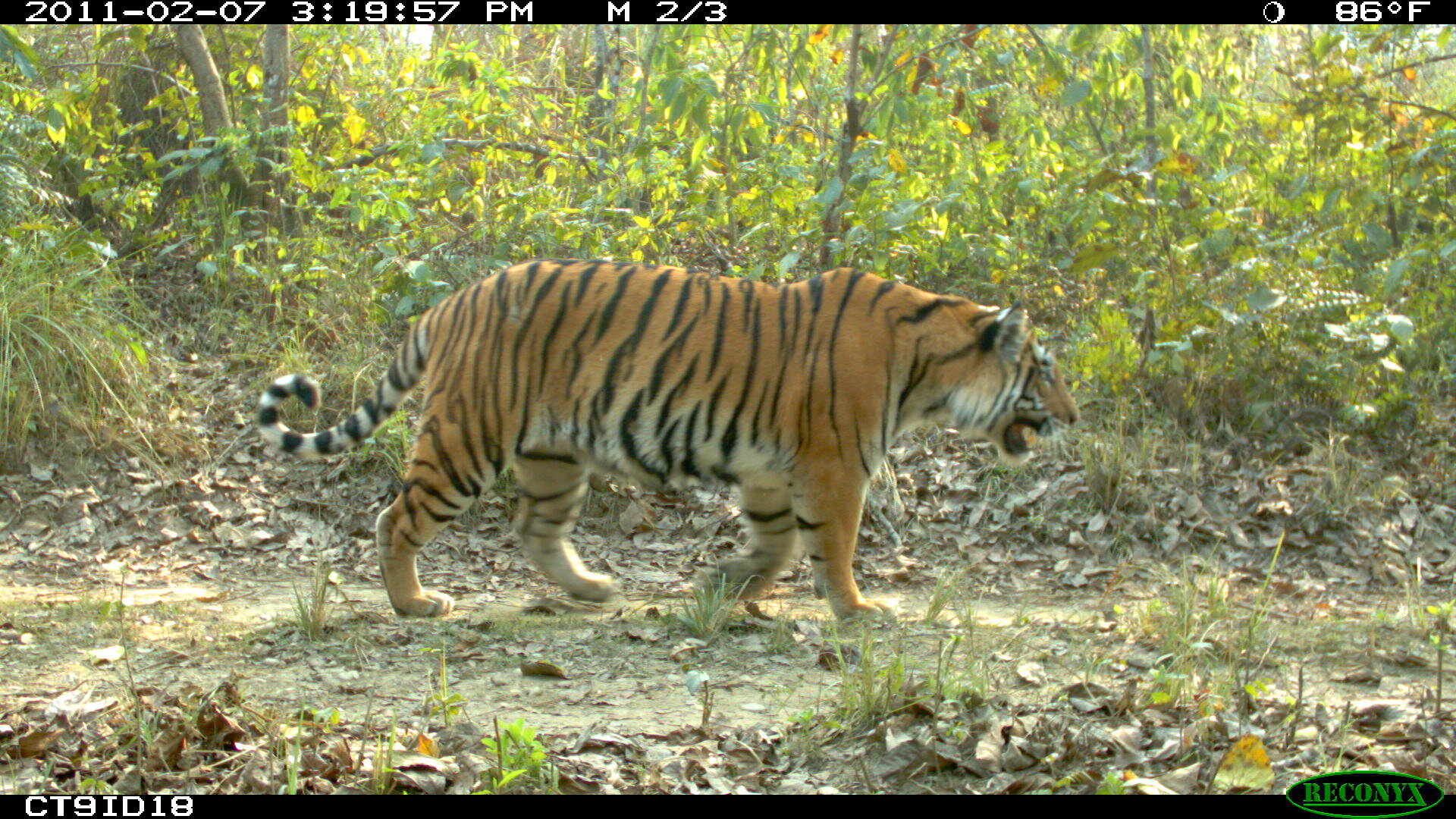 Thousands of miles of planned Asian roads threaten the heart of tiger habitat