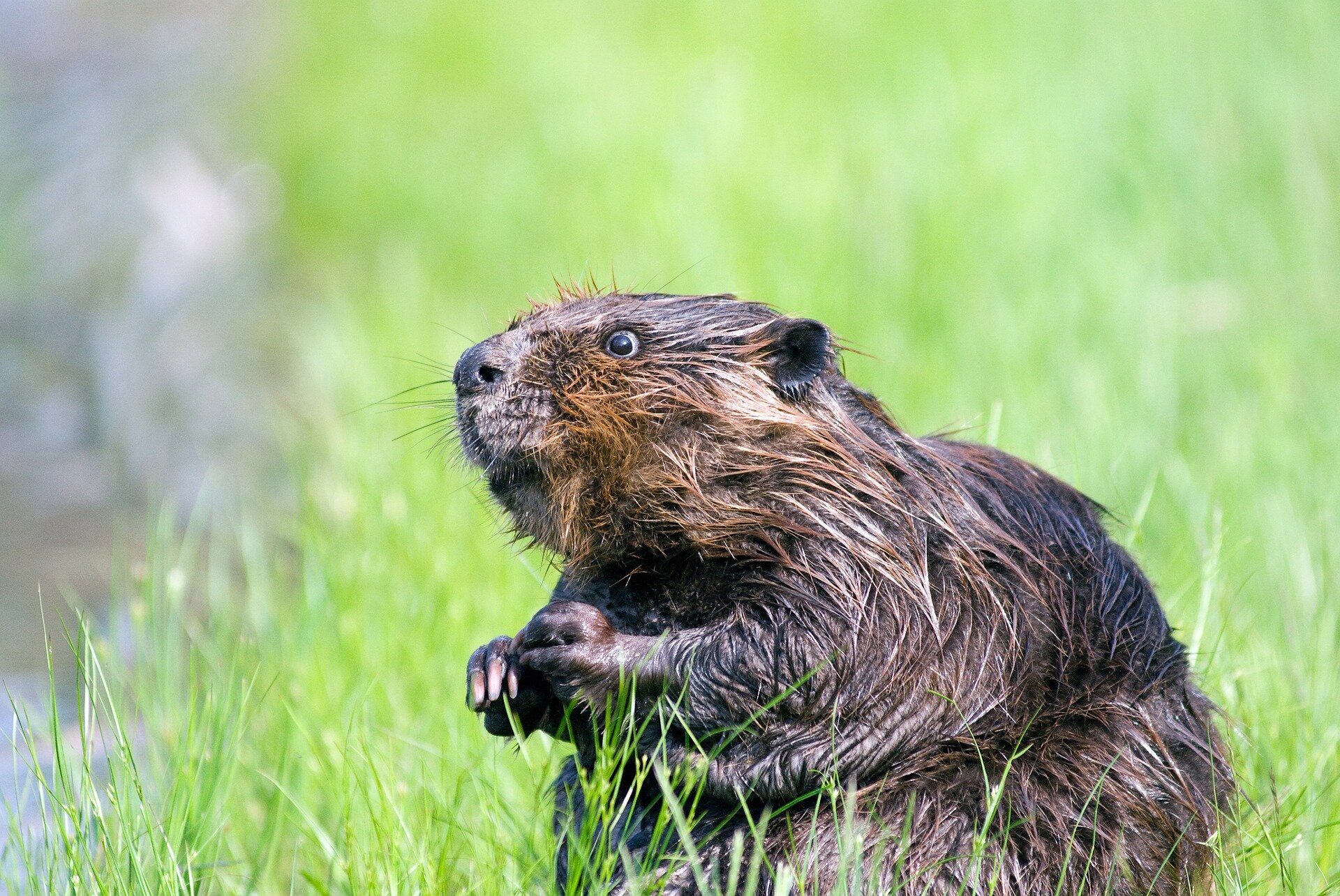 Beavers support freshwater conservation and ecosystem stability
