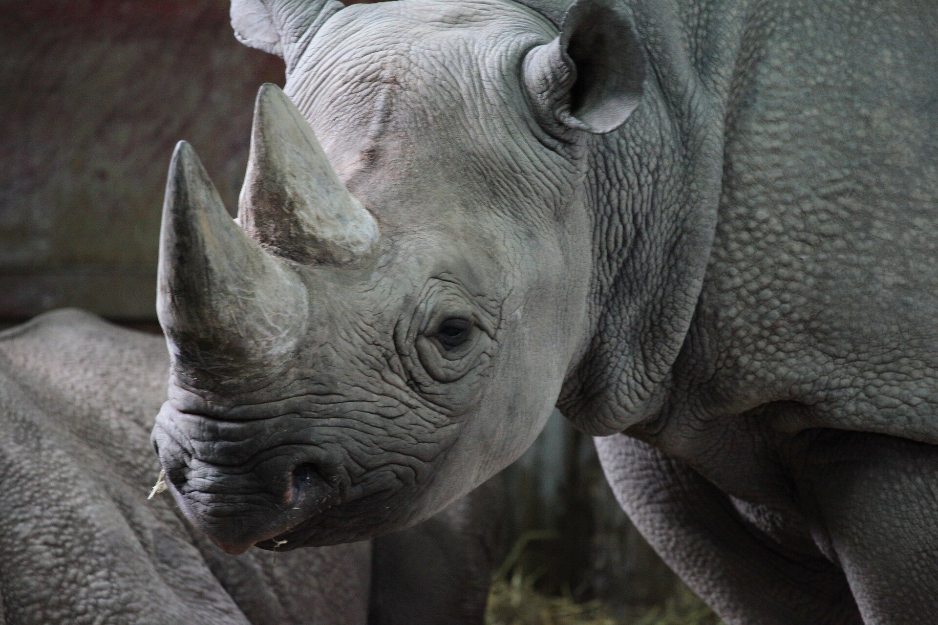 Rhino horn consumers reveal why a legal trade alone won't save rhinos