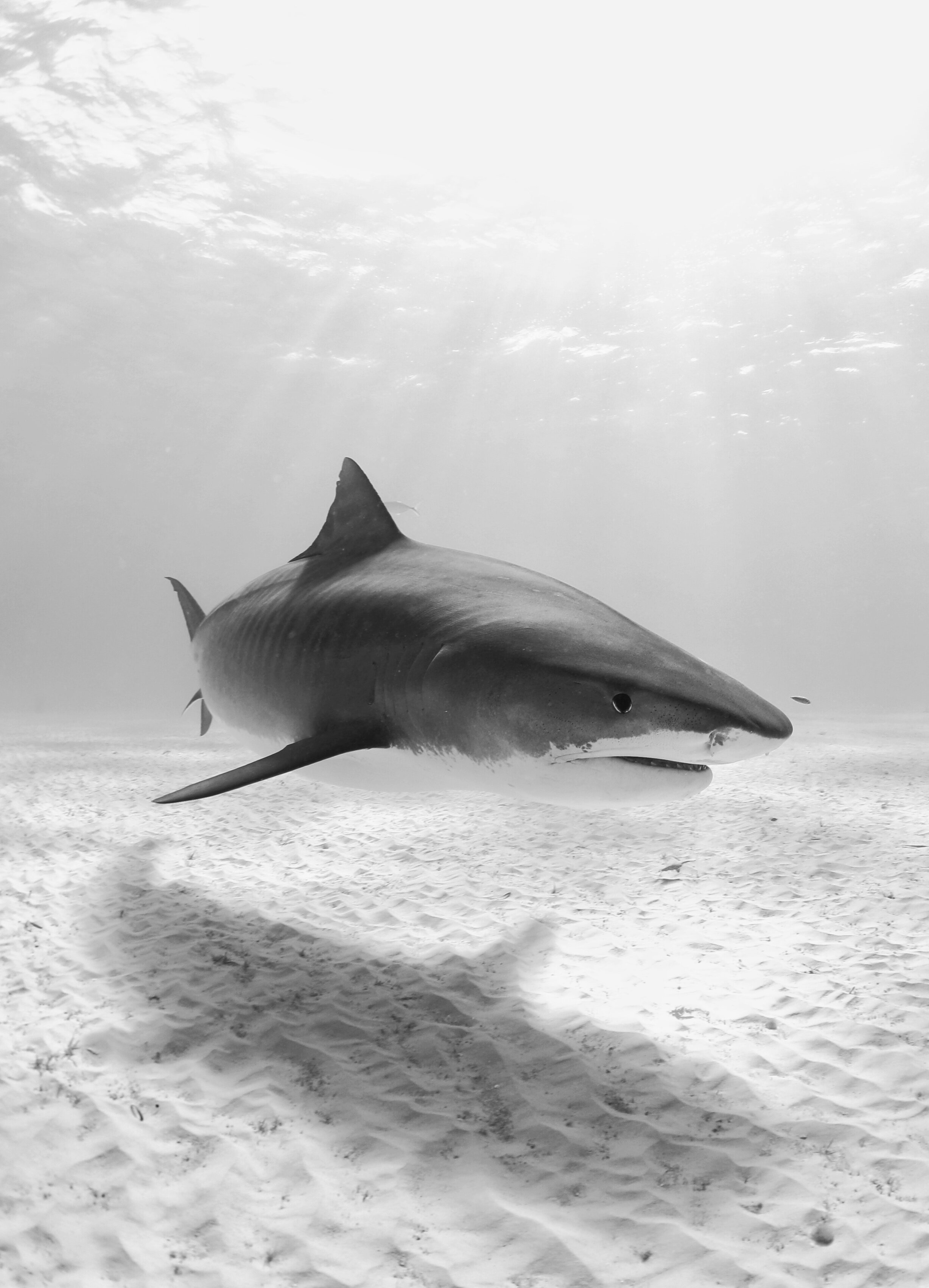 Caribbean sharks in need of large marine protected areas
