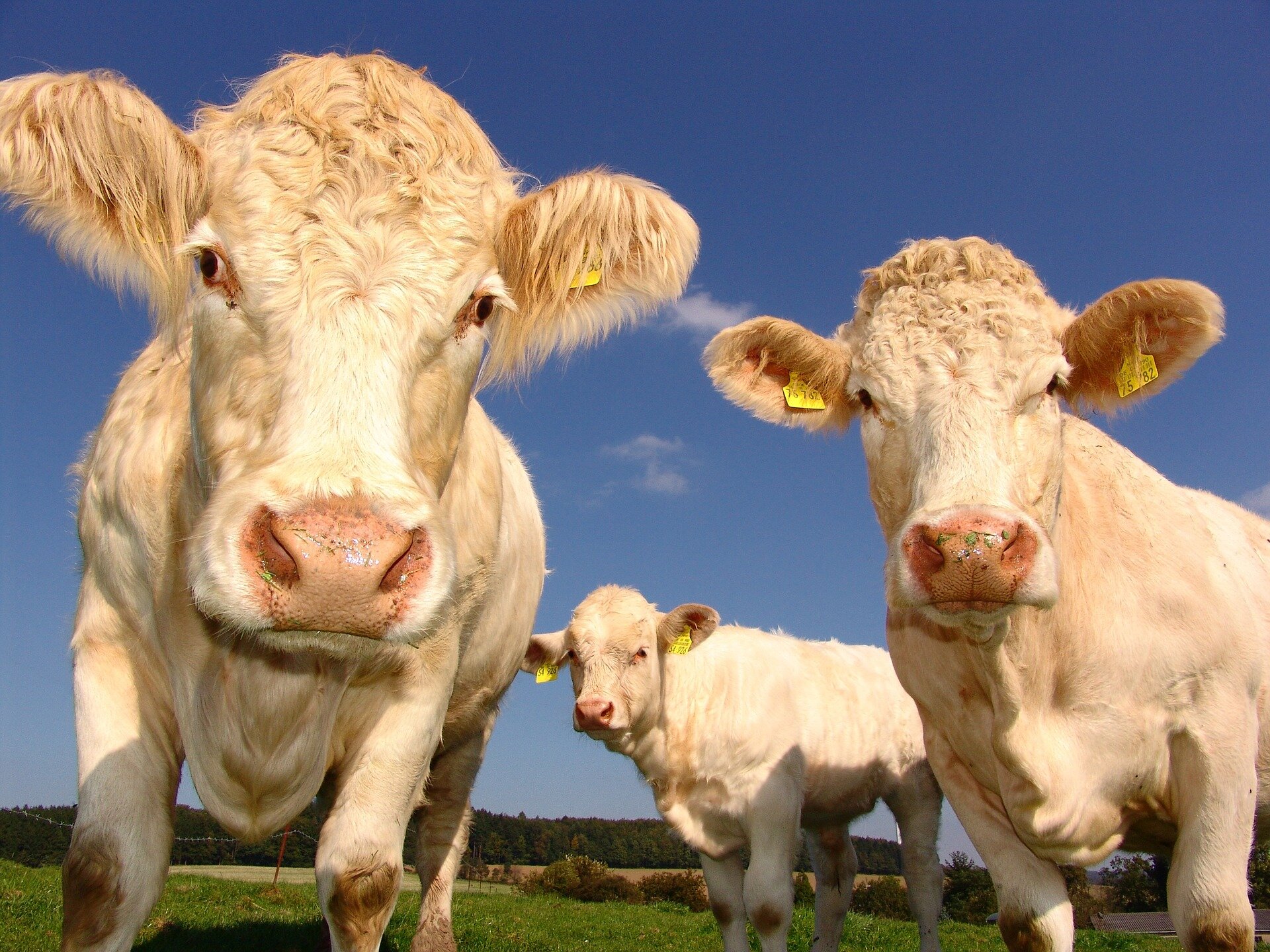 Is the U.S. understating climate emissions from meat and dairy production?
