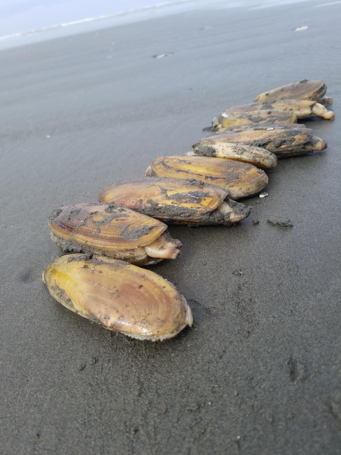 Even razor clams on sparsely populated Olympic Coast can't escape plastics, study finds