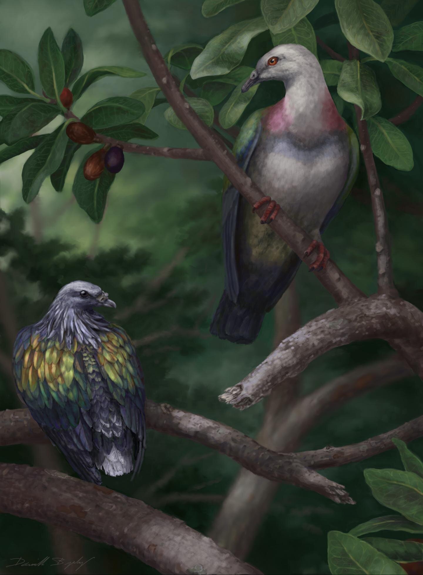 Giant, fruit-gulping pigeon eaten into extinction on Pacific islands