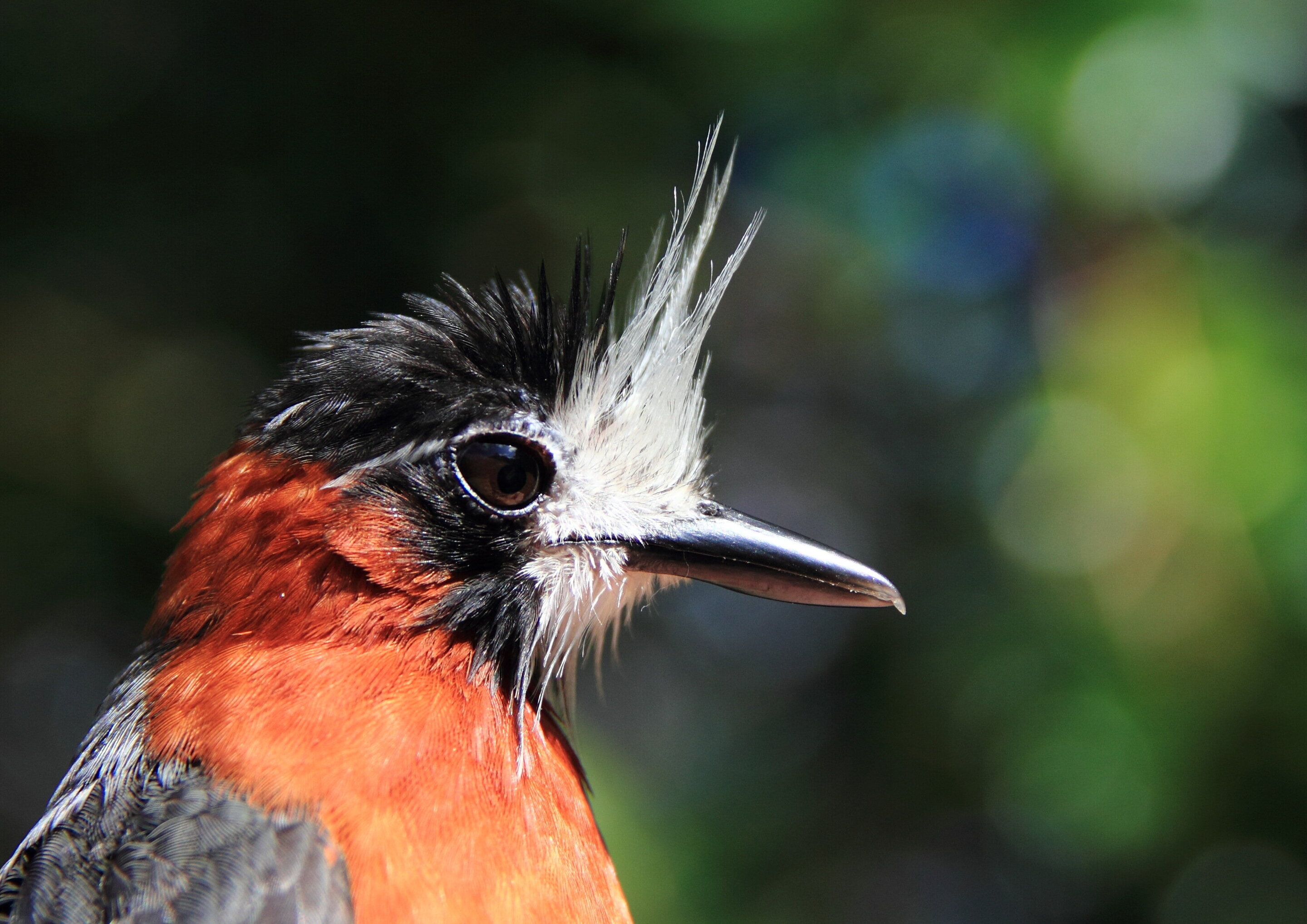 How does habitat fragmentation affect Amazonian birds?