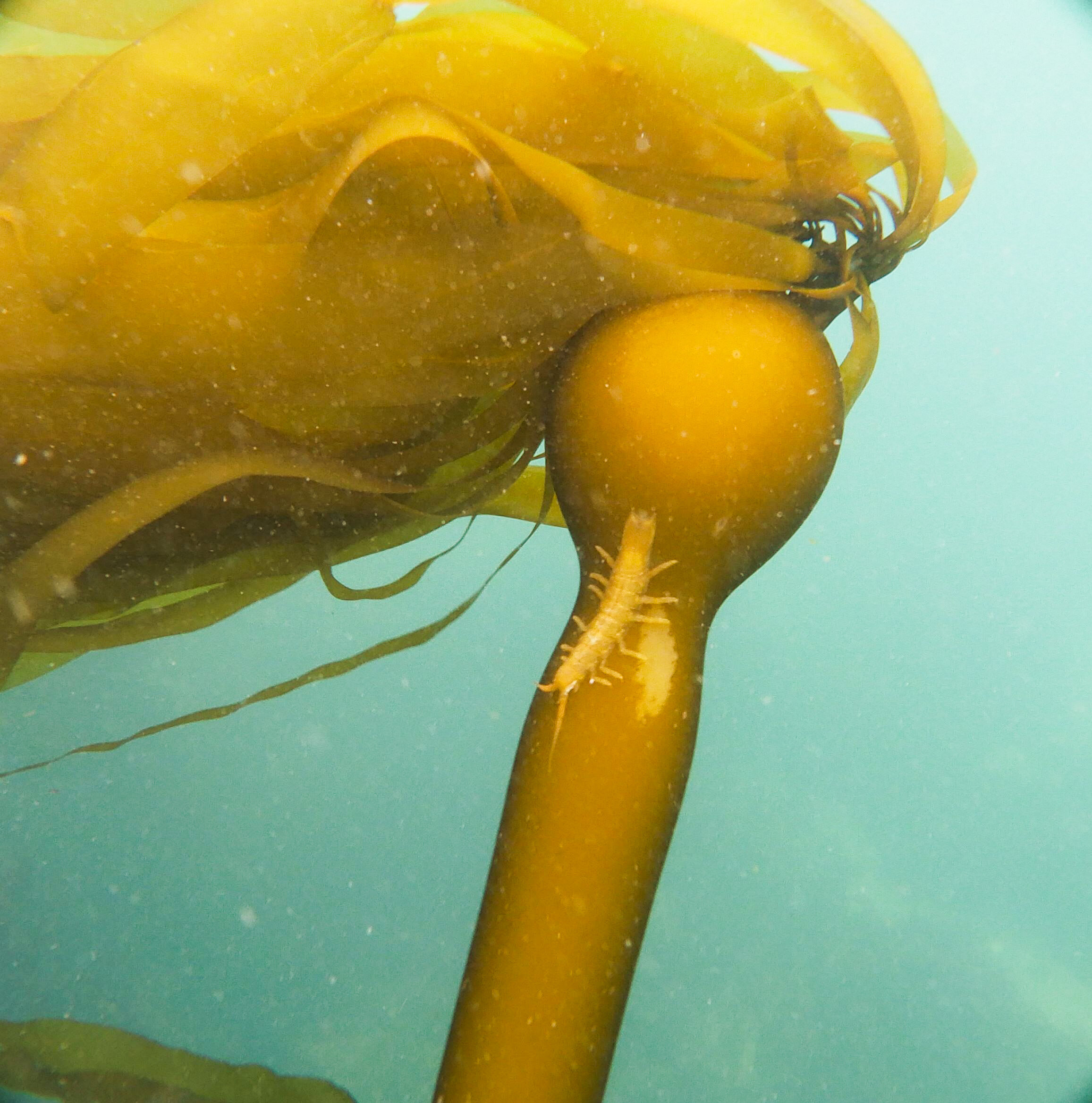Satellite data boosts understanding of climate change's effects on kelp