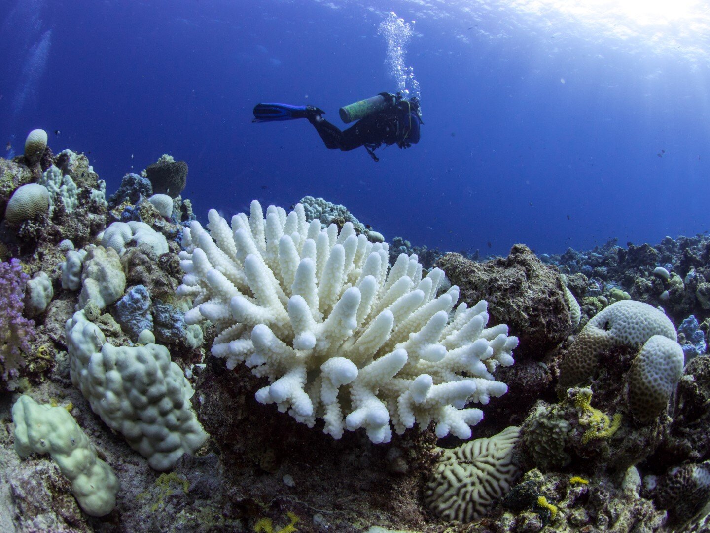Scientists organize to tackle crisis of coral bleaching