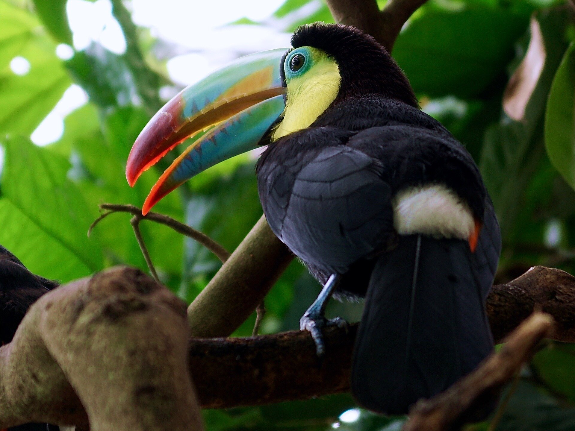 Tropical songbirds stop breeding to survive drought