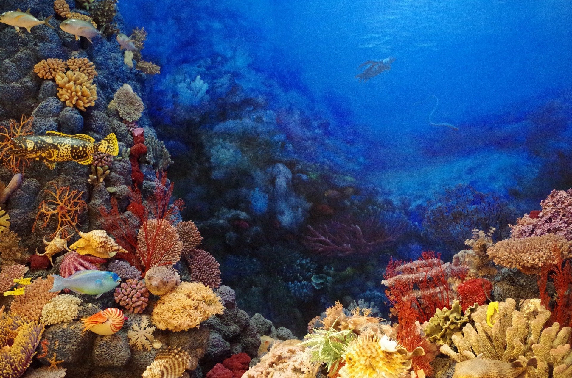 Three key habitat-building corals face worrying future due to climate crisis