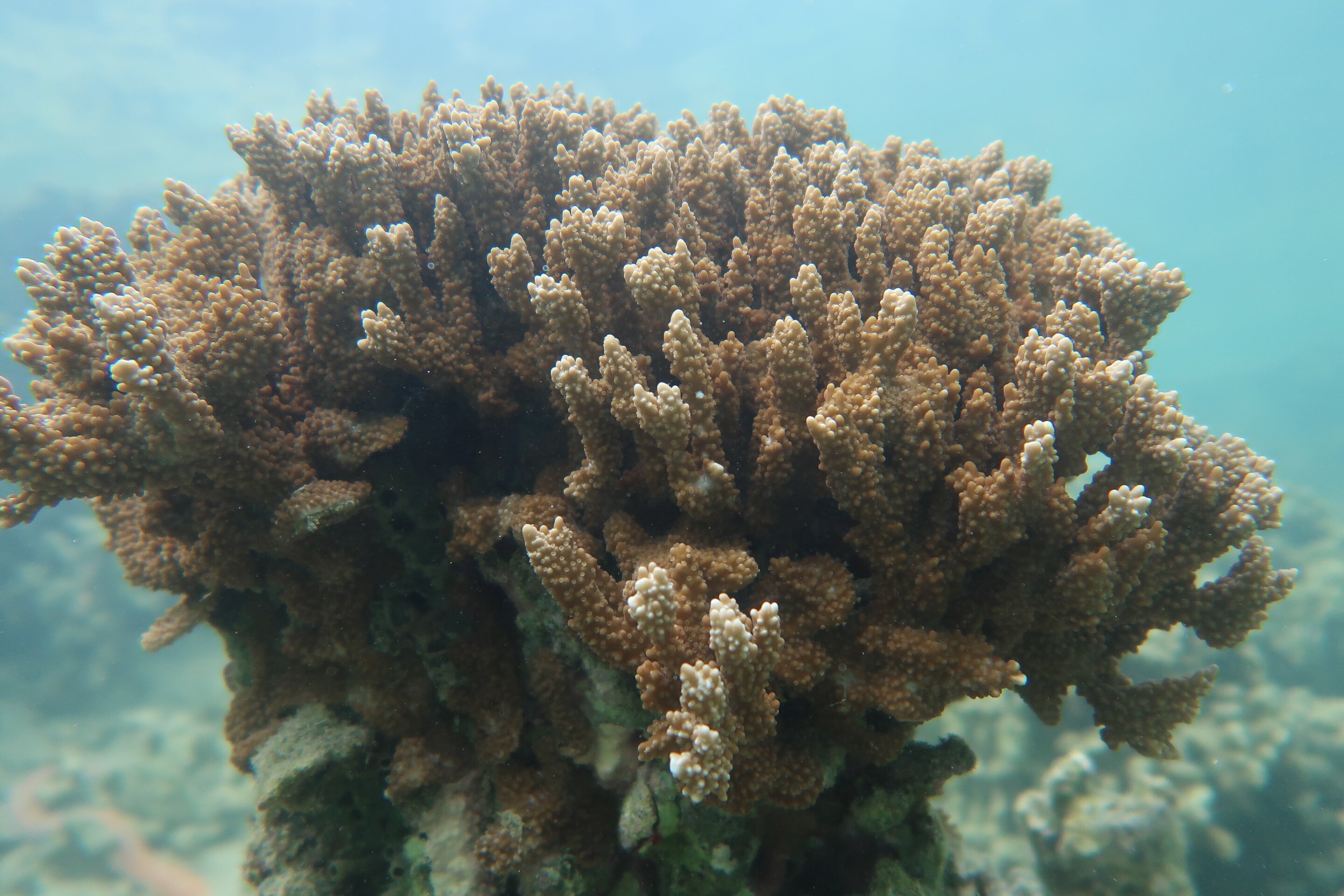 How to identify heat-stressed corals