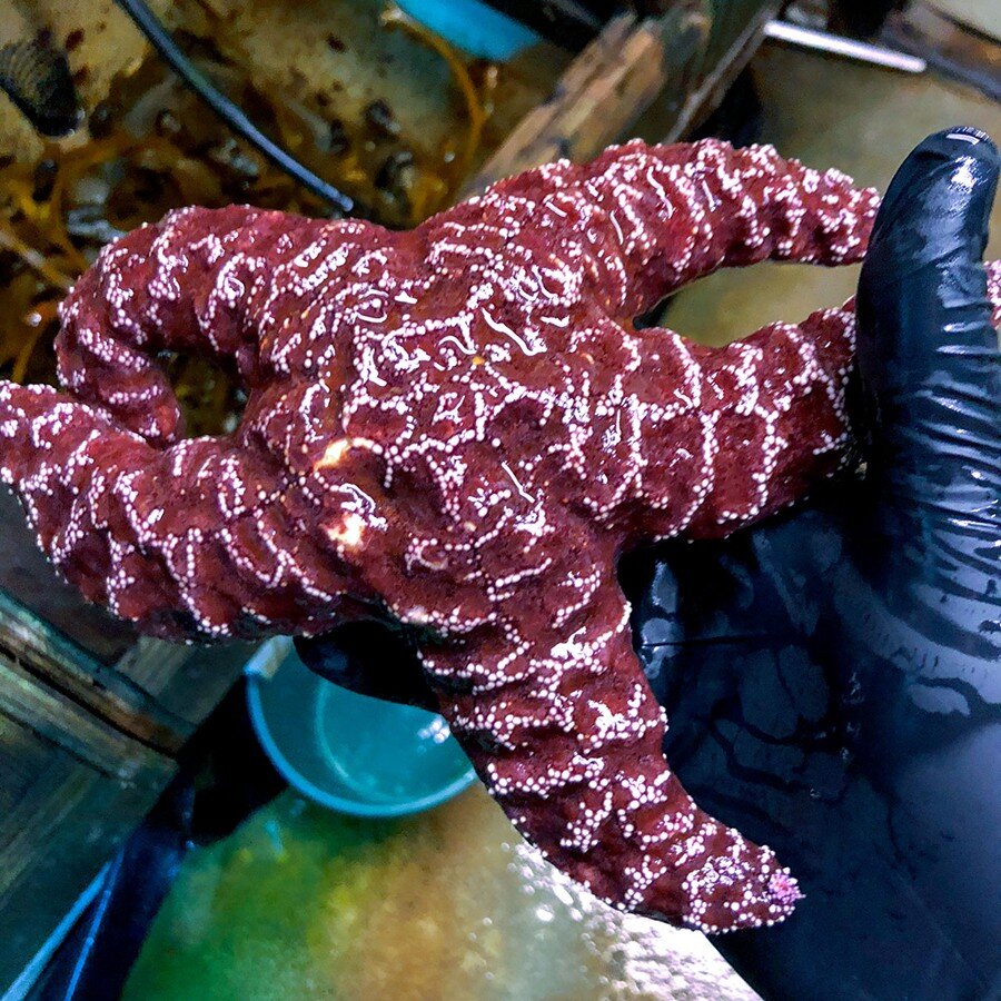 In changing oceans, sea stars may be 'drowning'