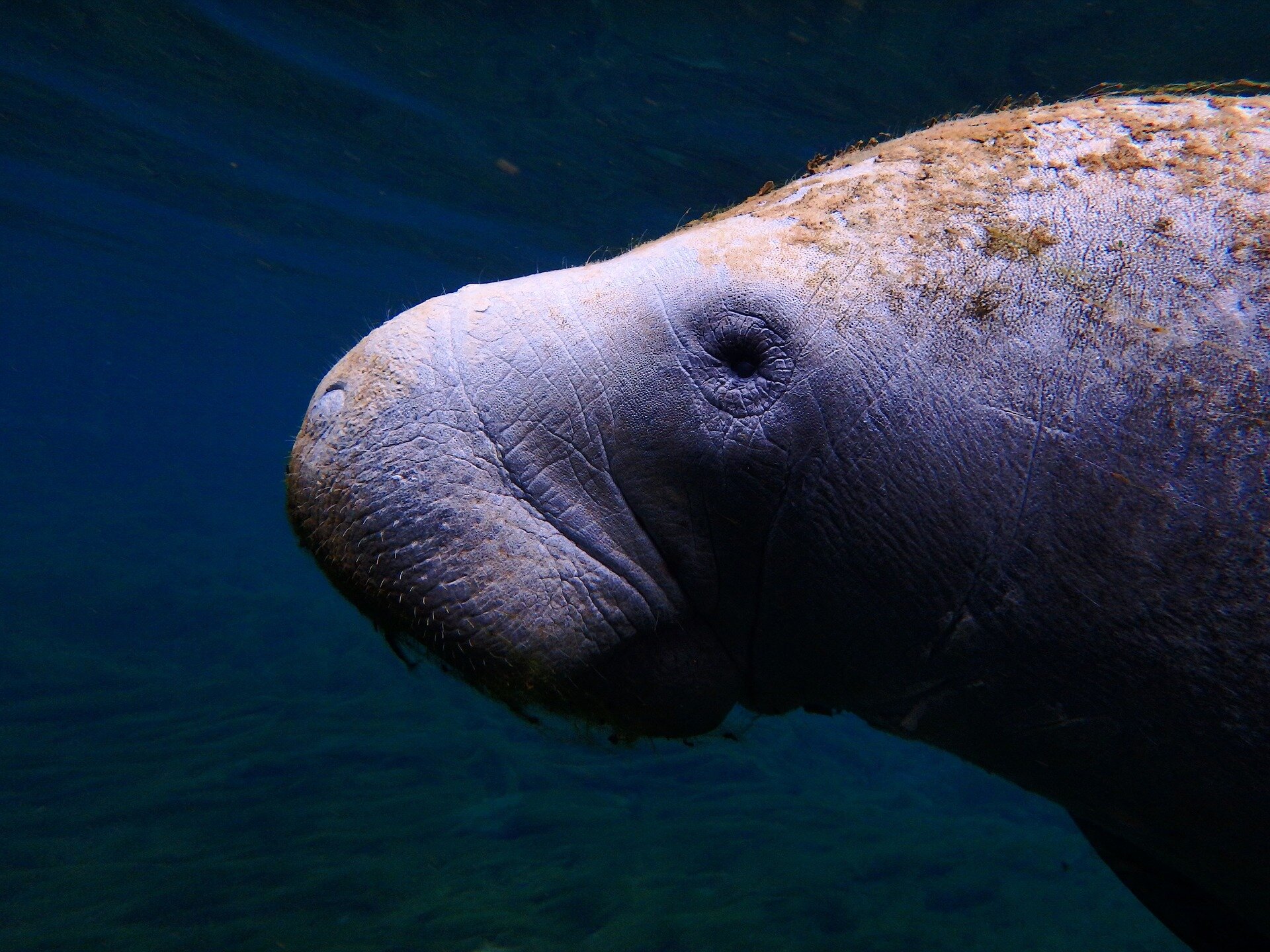 Deaths of Florida's starving manatees surge amid winter chill