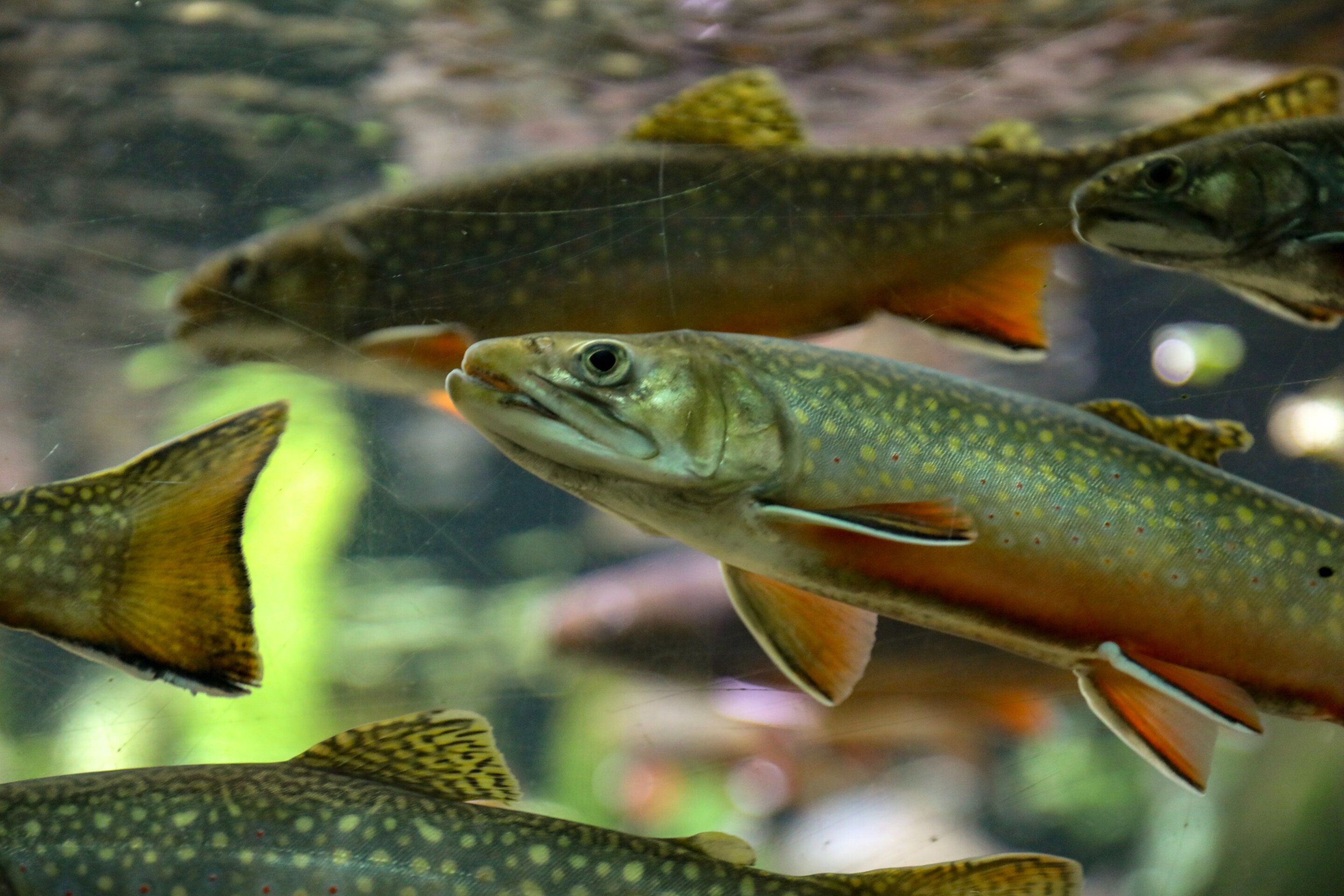 Researchers create tool to help protect native freshwater fish from hybridizing with non-natives