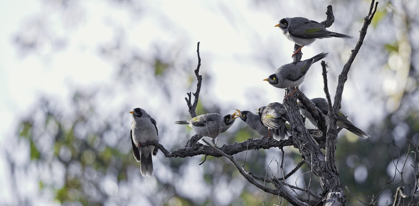 Should we cull noisy miners? Research shows these aggressive honeyeaters are still outsmarting us