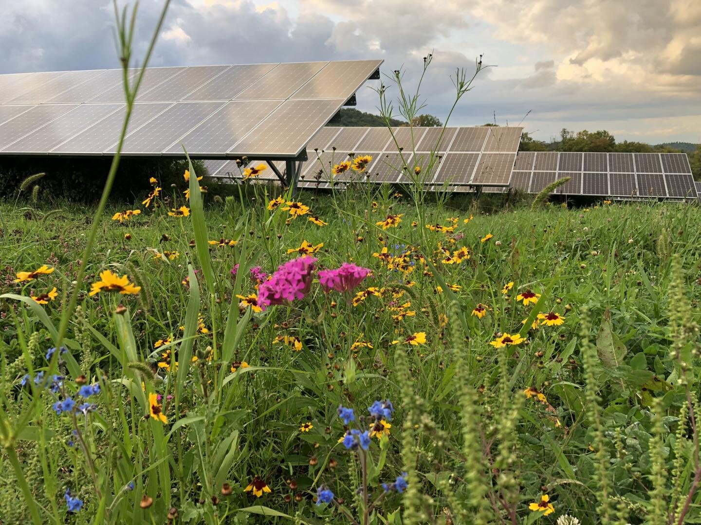Solar energy and pollinator conservation: A path for real impact?