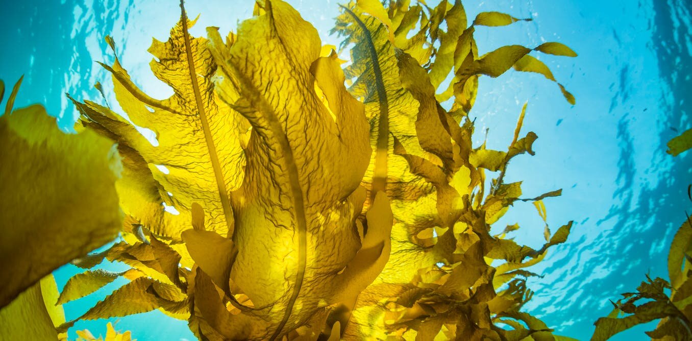 Kelp won't help: Why seaweed may not be a silver bullet for carbon storage after all