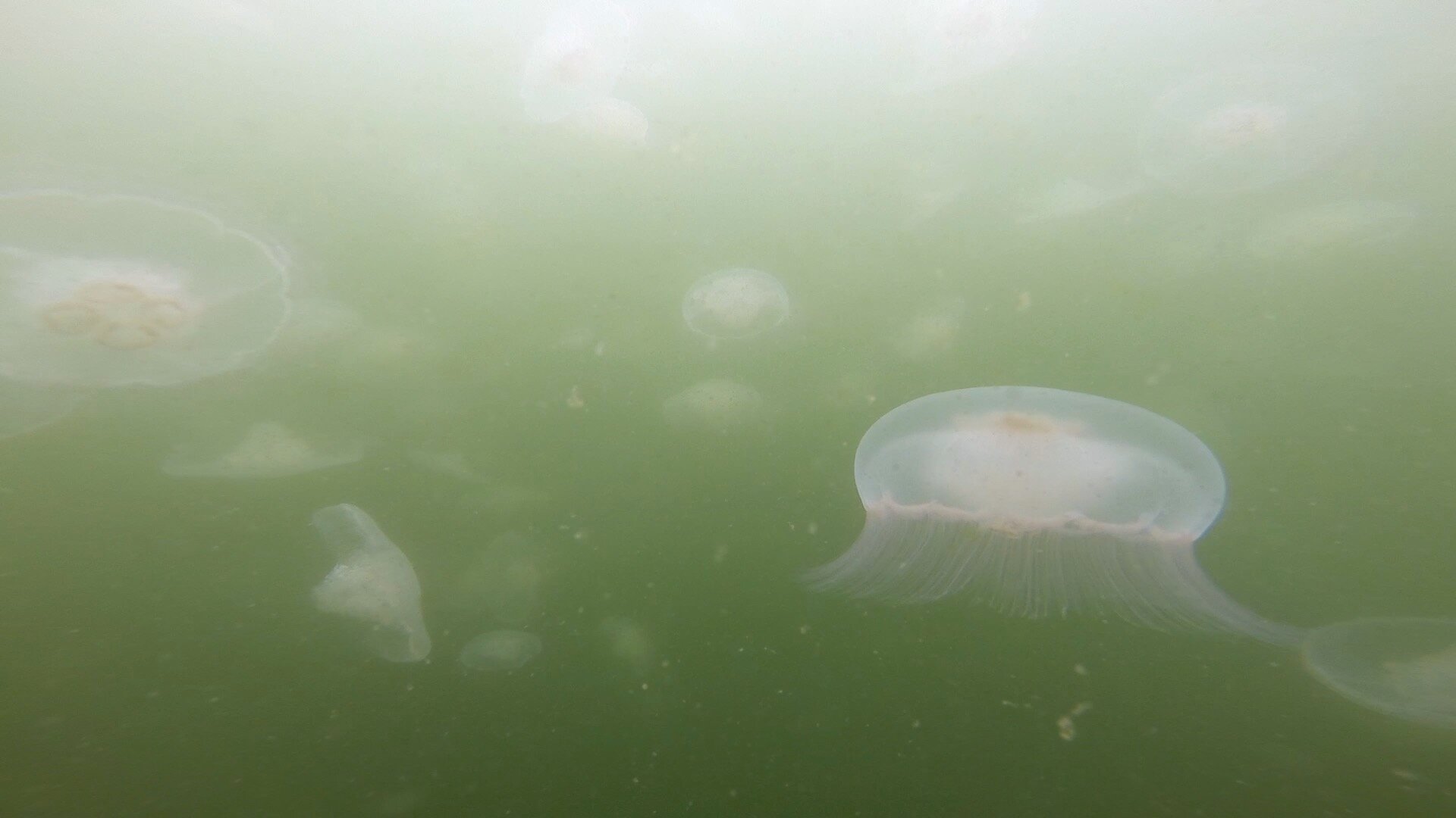 Moon jellies appear to be gobbling up zooplankton in Puget Sound