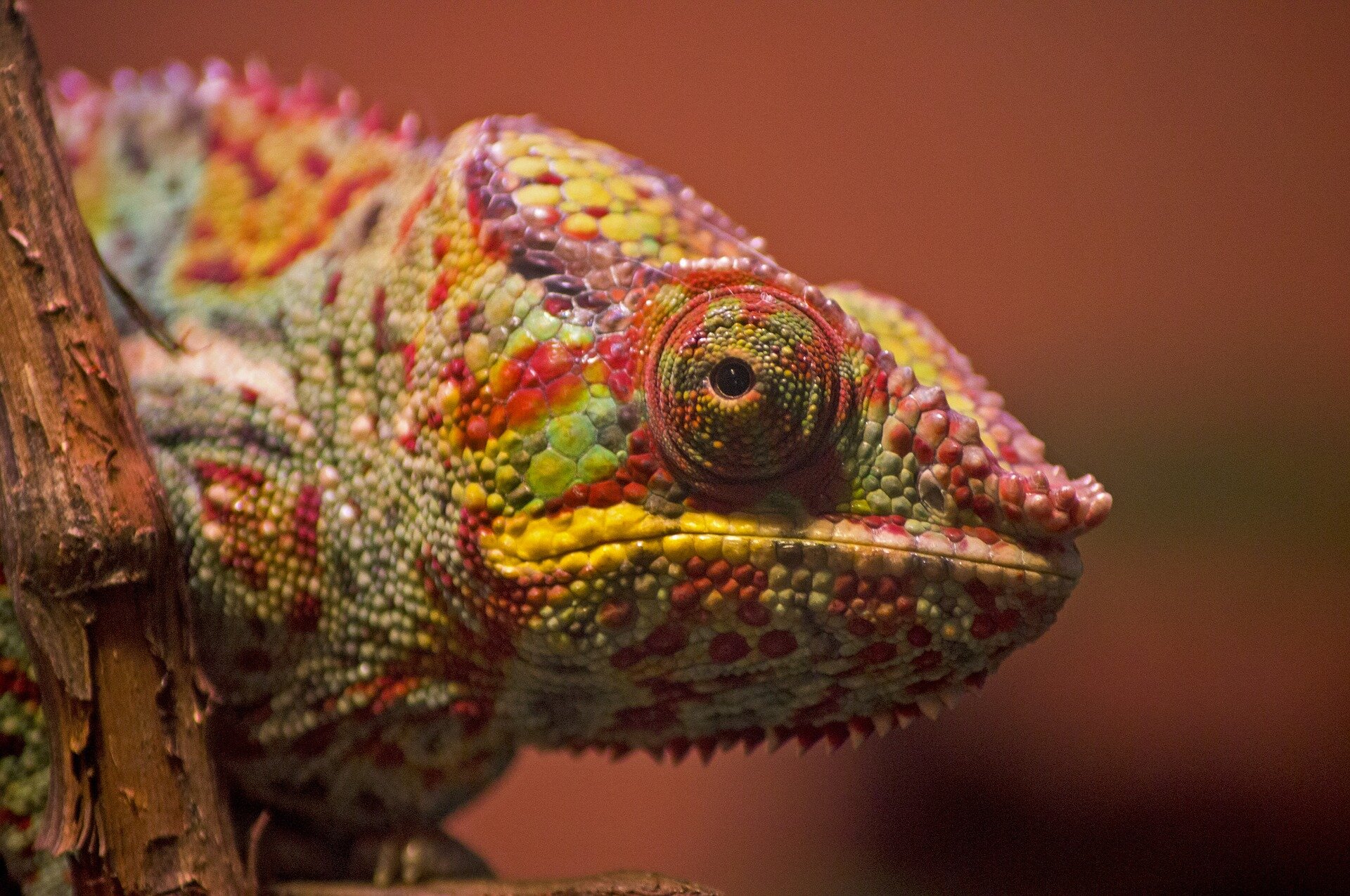 Over 21% of reptile species at risk of extinction