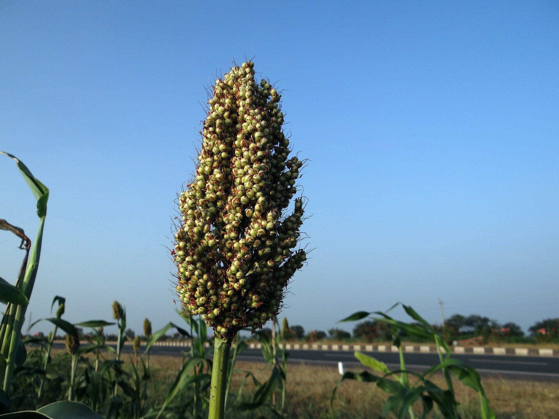 Bioenergy sorghum's roots can replenish carbon in soil