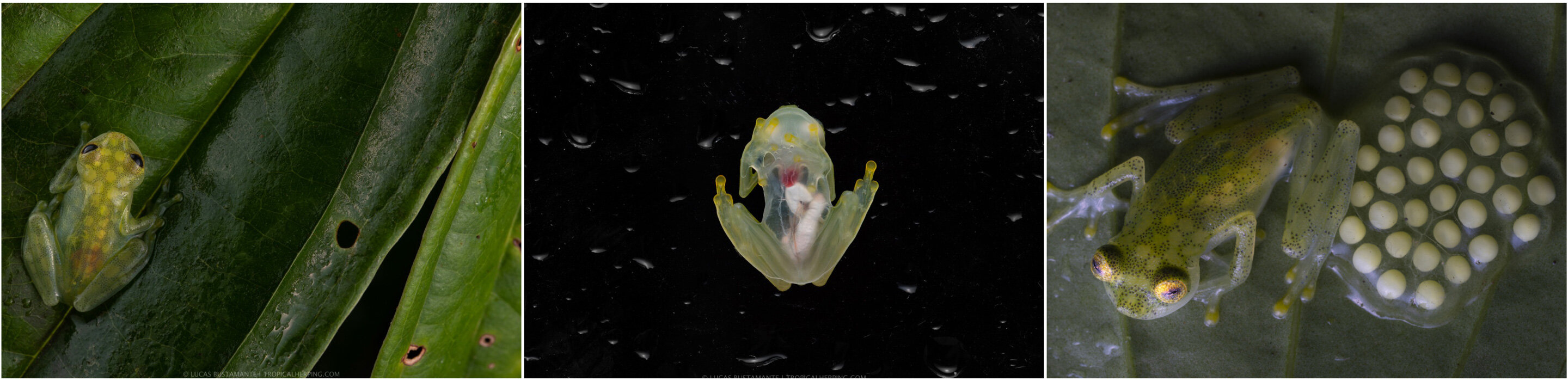 Two endangered glass frogs discovered near Andean mining sites